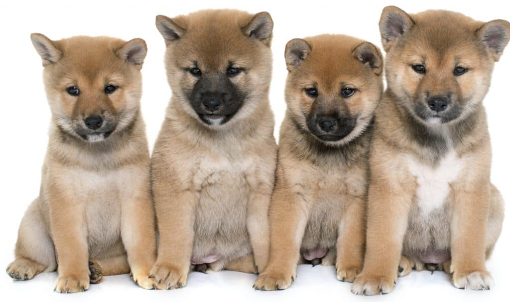 (c) Shiba-inu-puppies.com